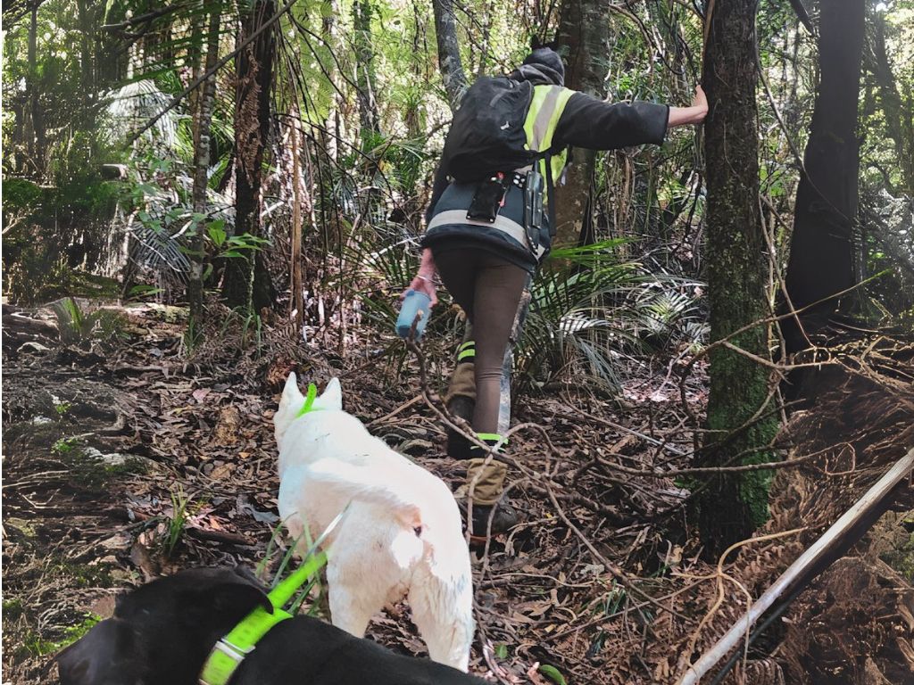 Laura and her kurī walking through steep ngahere (bush) areas.