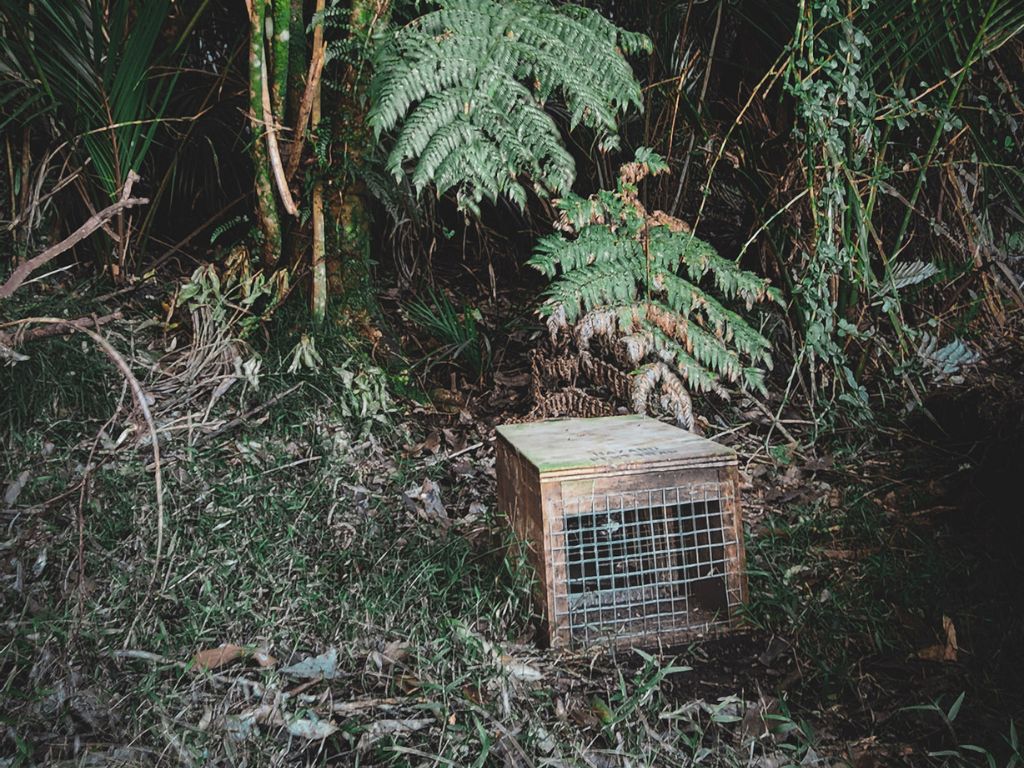A DOC 200 trap sitting gin the bush.