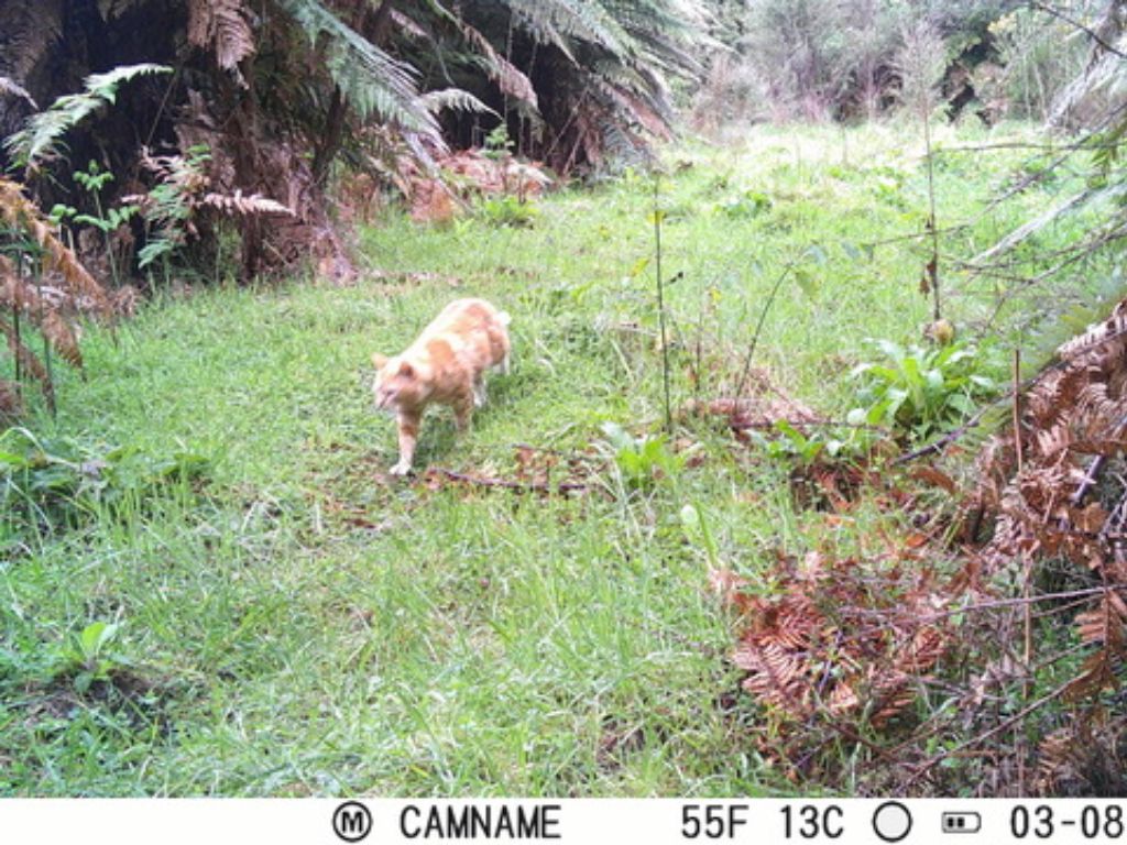 A still image from a trail camera showing a ginger feral cat walking through a clearing