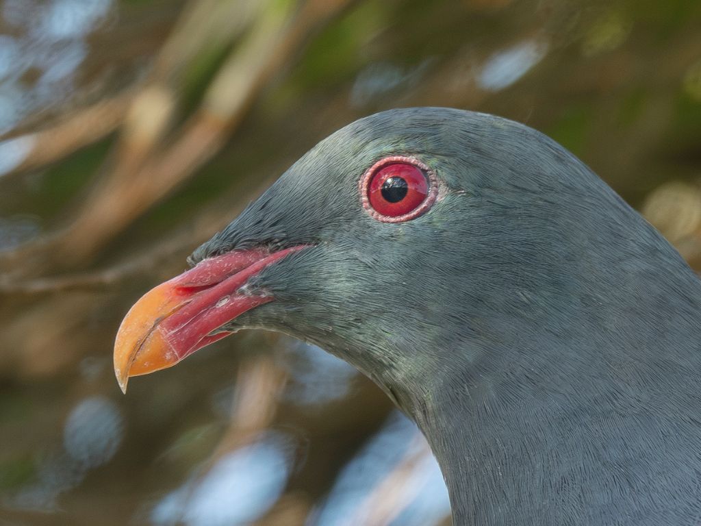 Parea have a telltale yellow-tipped beak. Image credit: Saryu Mae
