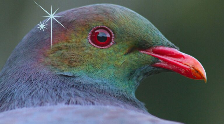 Headshot of a kereru