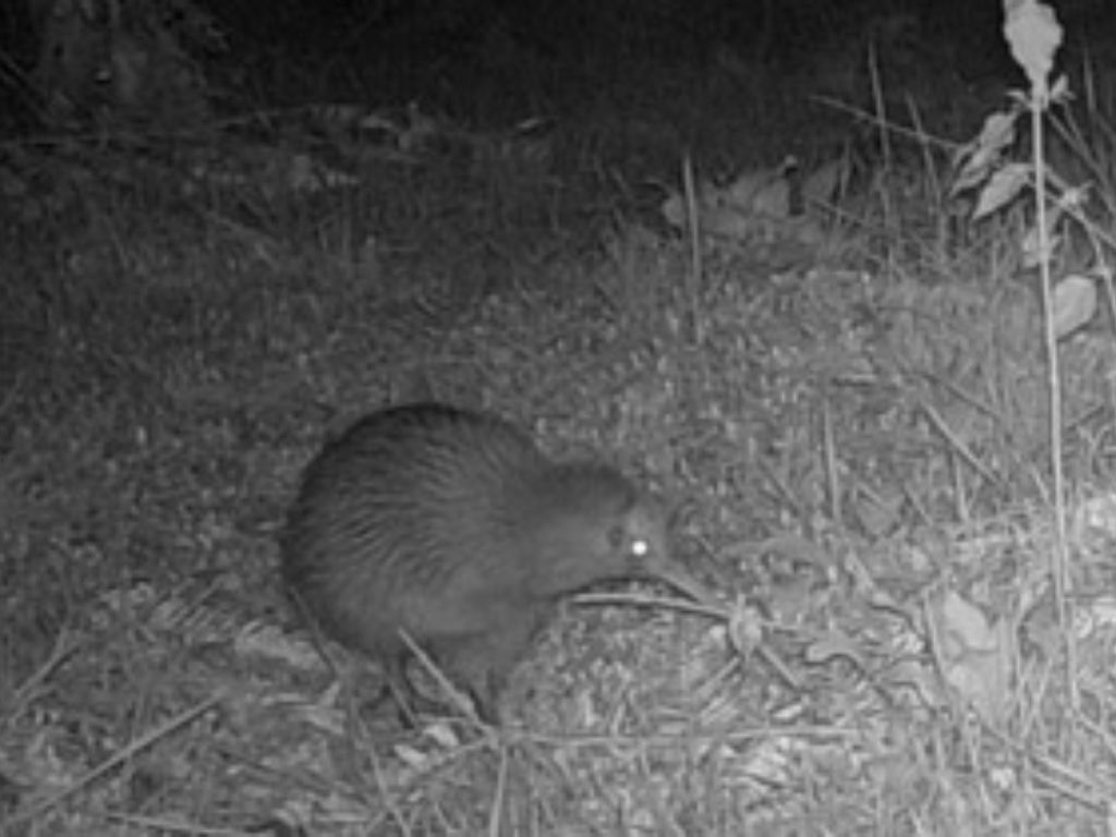 A night shot of a kiwi foraging.