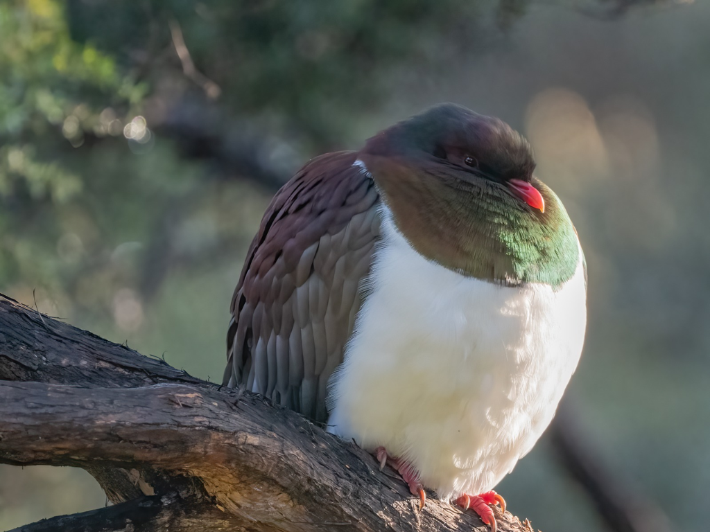 Kererū