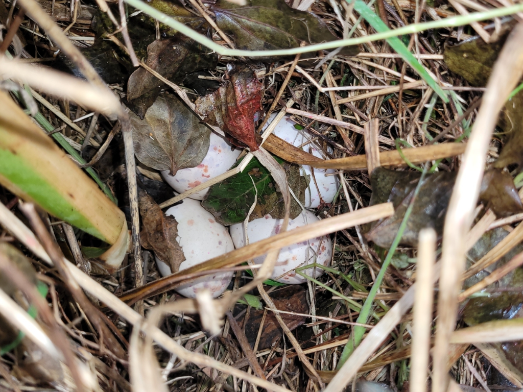 Weka nest