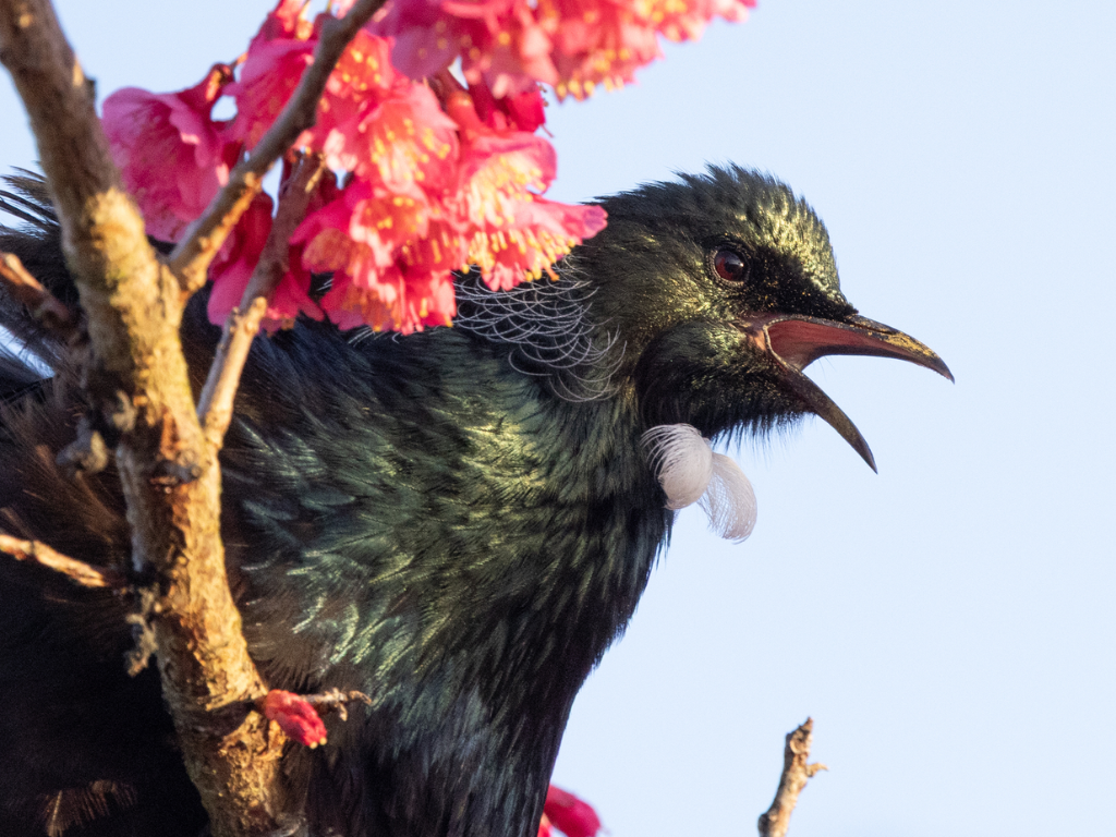 Tūī