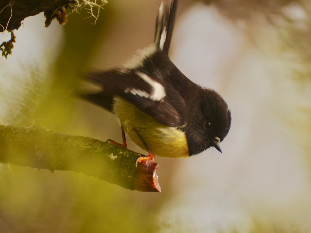 Miromiro on a twig