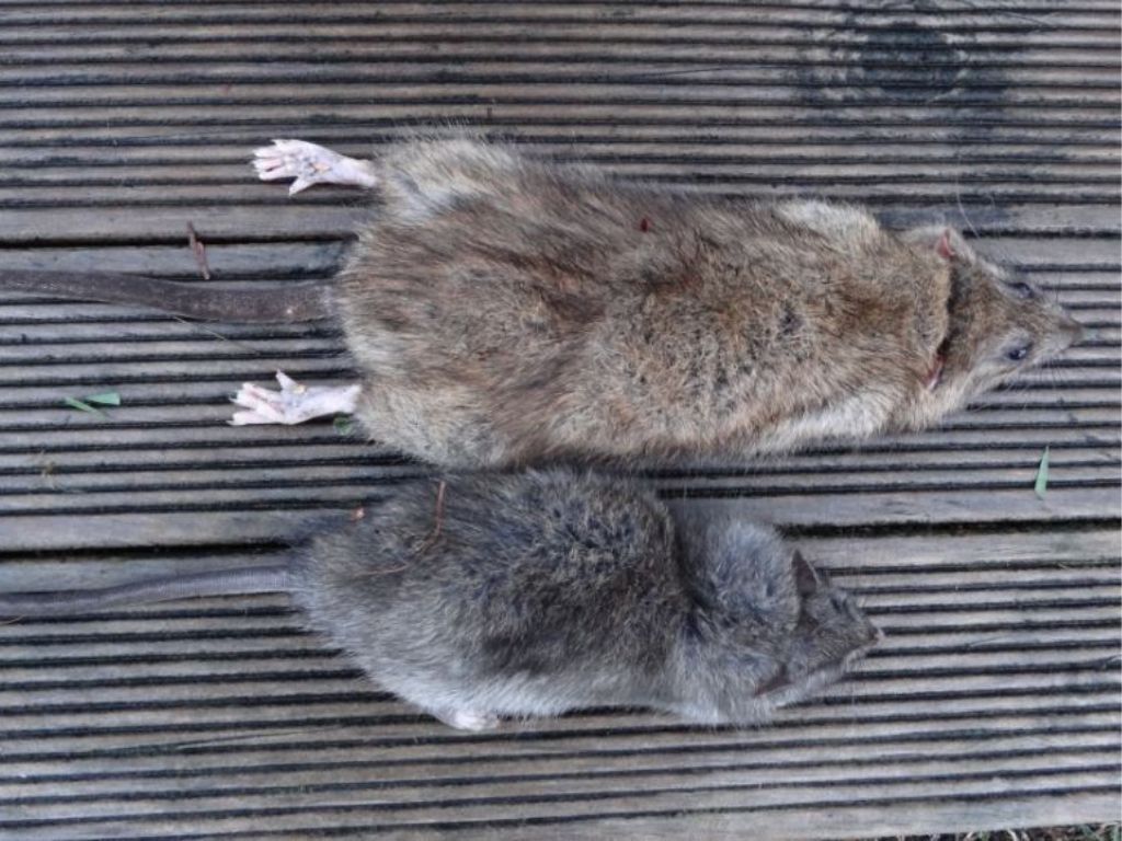 Dead Norway and ship rats