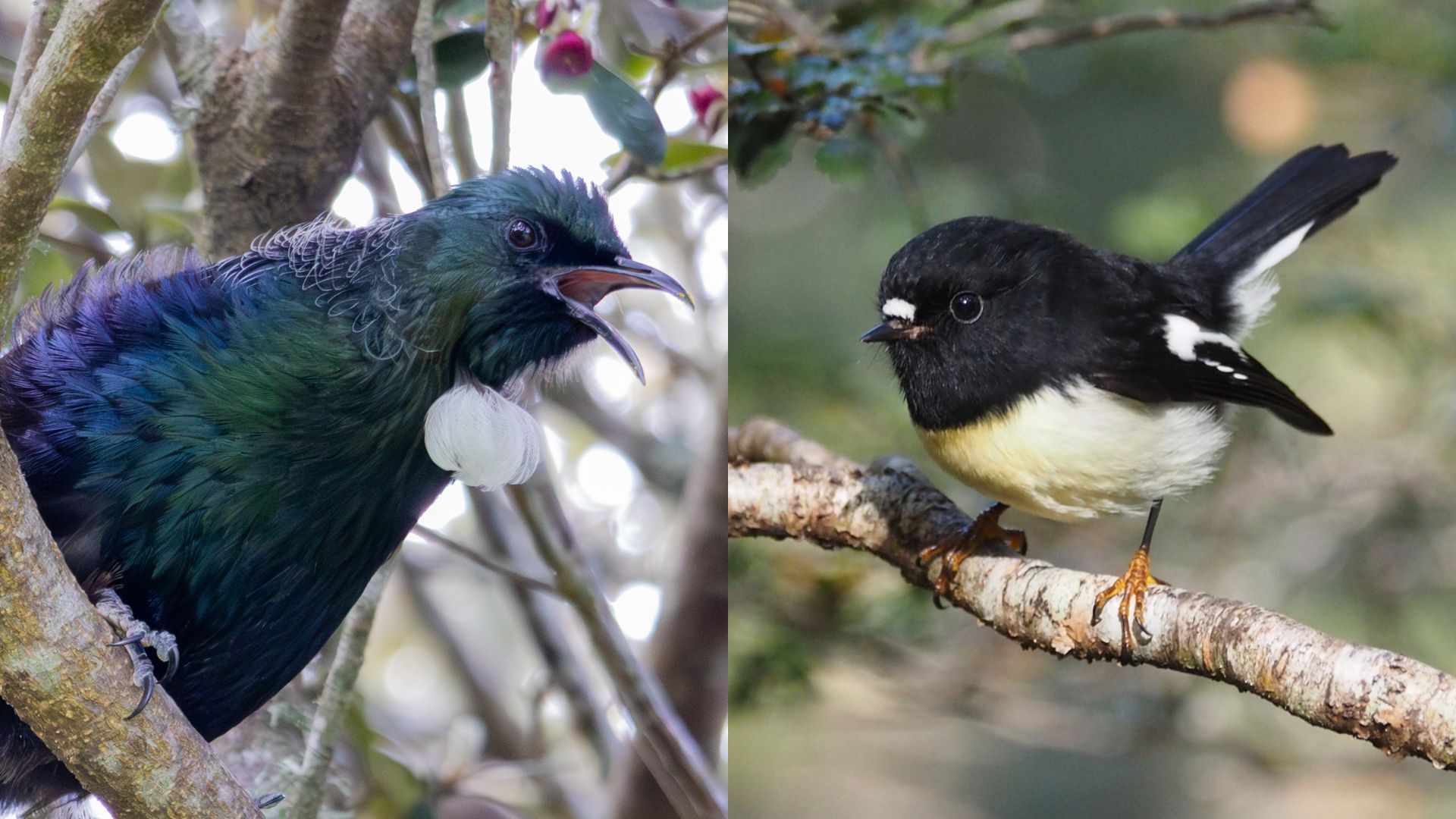 A collage of tūī and miromiro
