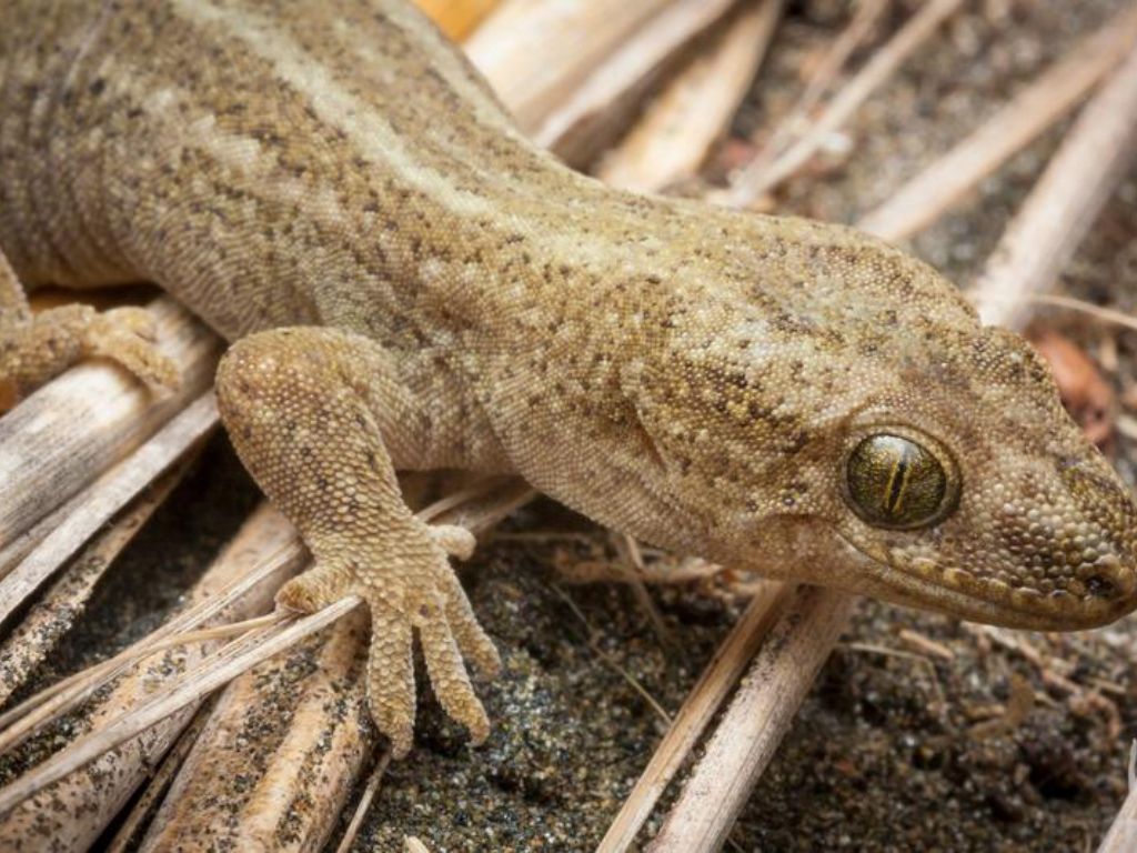 The korowai gecko - sandy coloured with speckled markings.