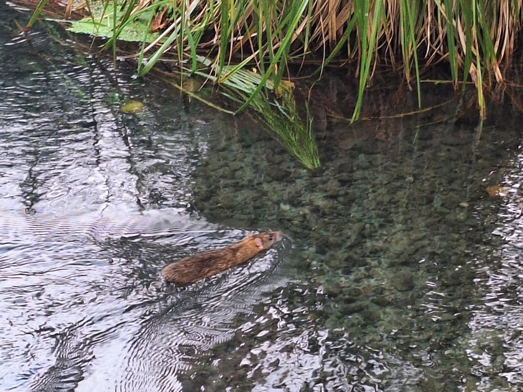 A Norway rat swimming in a stream.