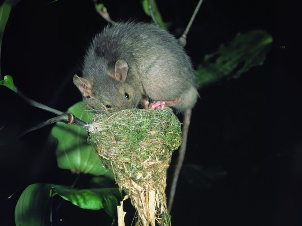 A ship rat raiding a bird nest