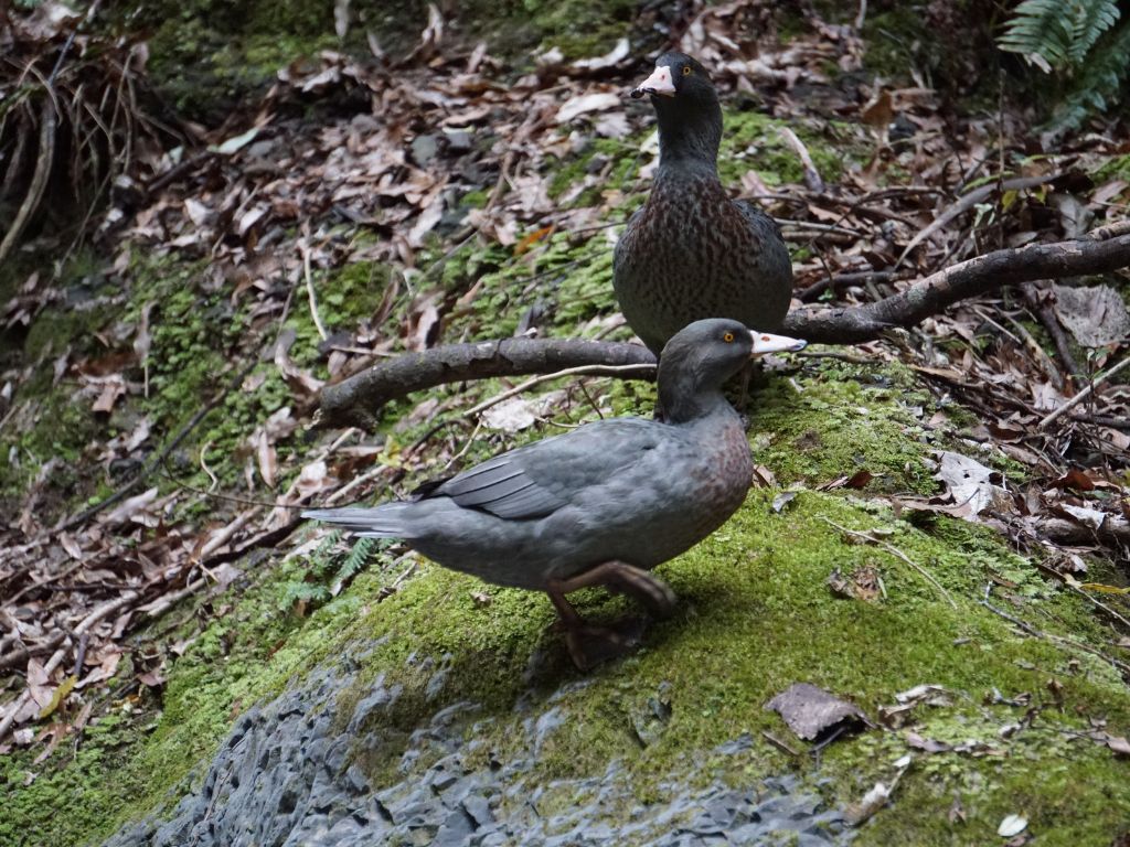 Whio in the forest