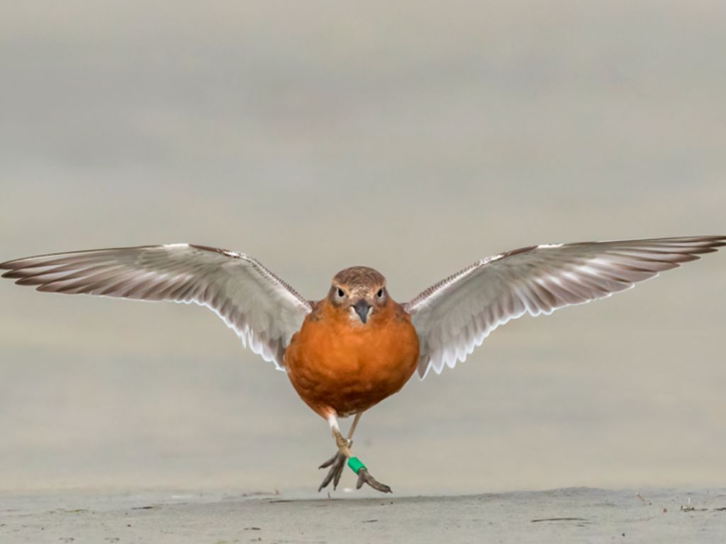 A pukunui spreading its wings