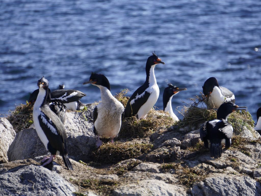 Papua (Chatham Island shag)