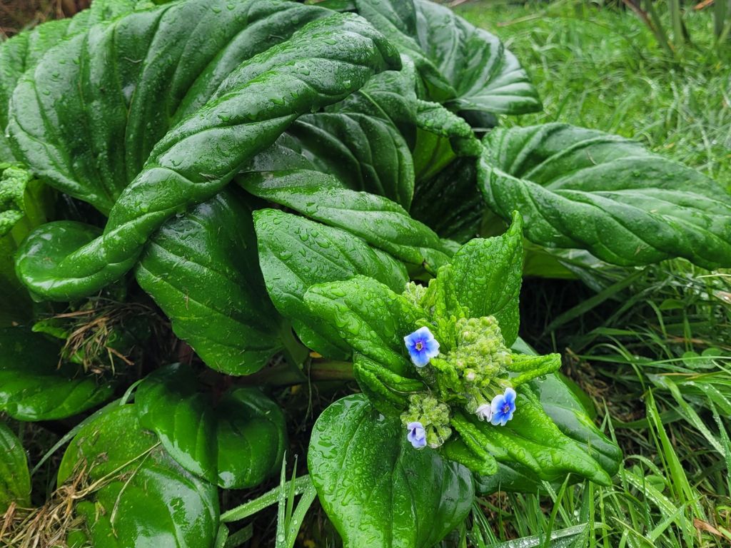 Chatham Island forget-me-not (Myosotidium hortensia)