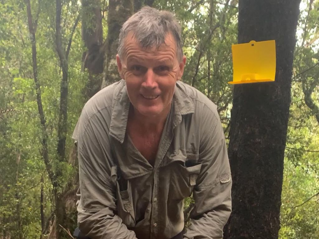 A man in the bush with a wasp bait station on a beech tree