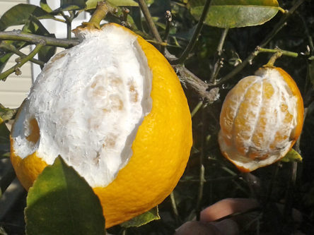 A lemon tree with lemons that have had a their peels eaten by possums
