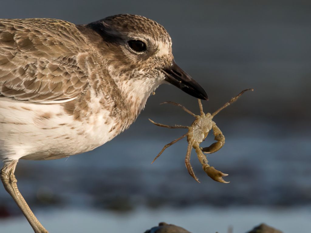 A pukunui eating a crab.