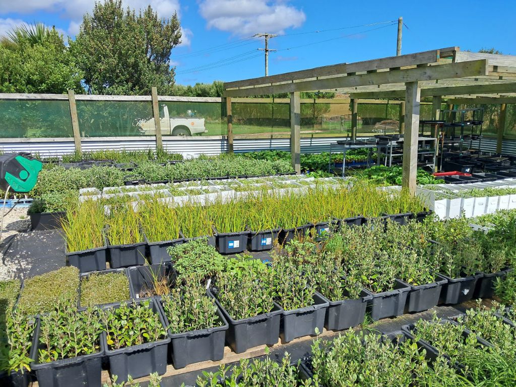 A plant nursery with native plants in plastic pots