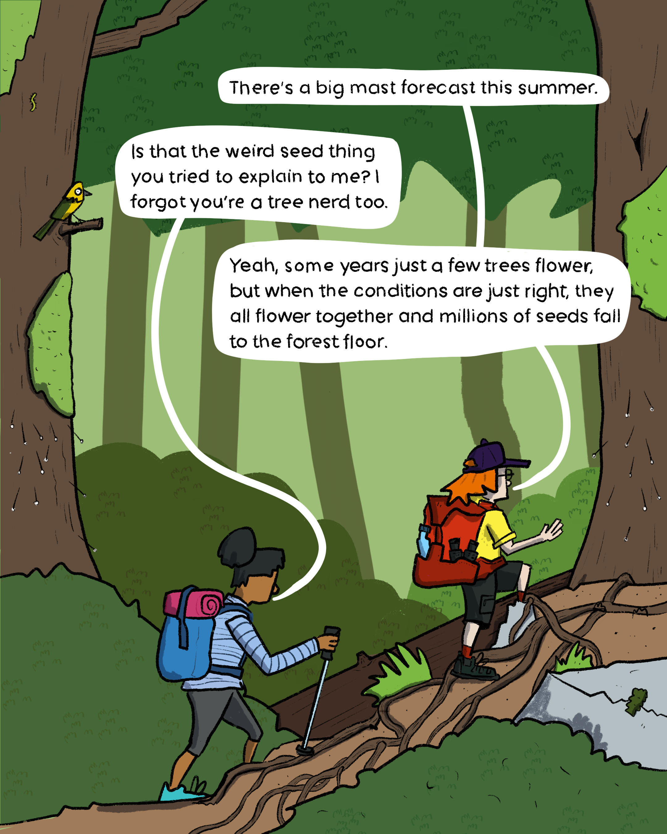 "There's a big mast forecast this summer."
"Is that the weird seed thing you tried to explain to me? I forgot you're a tree nerd too."
"Yeah, some years just a few trees flower, but when the conditions are just right, they all flower together and millions of seeds fall to the forest floor."