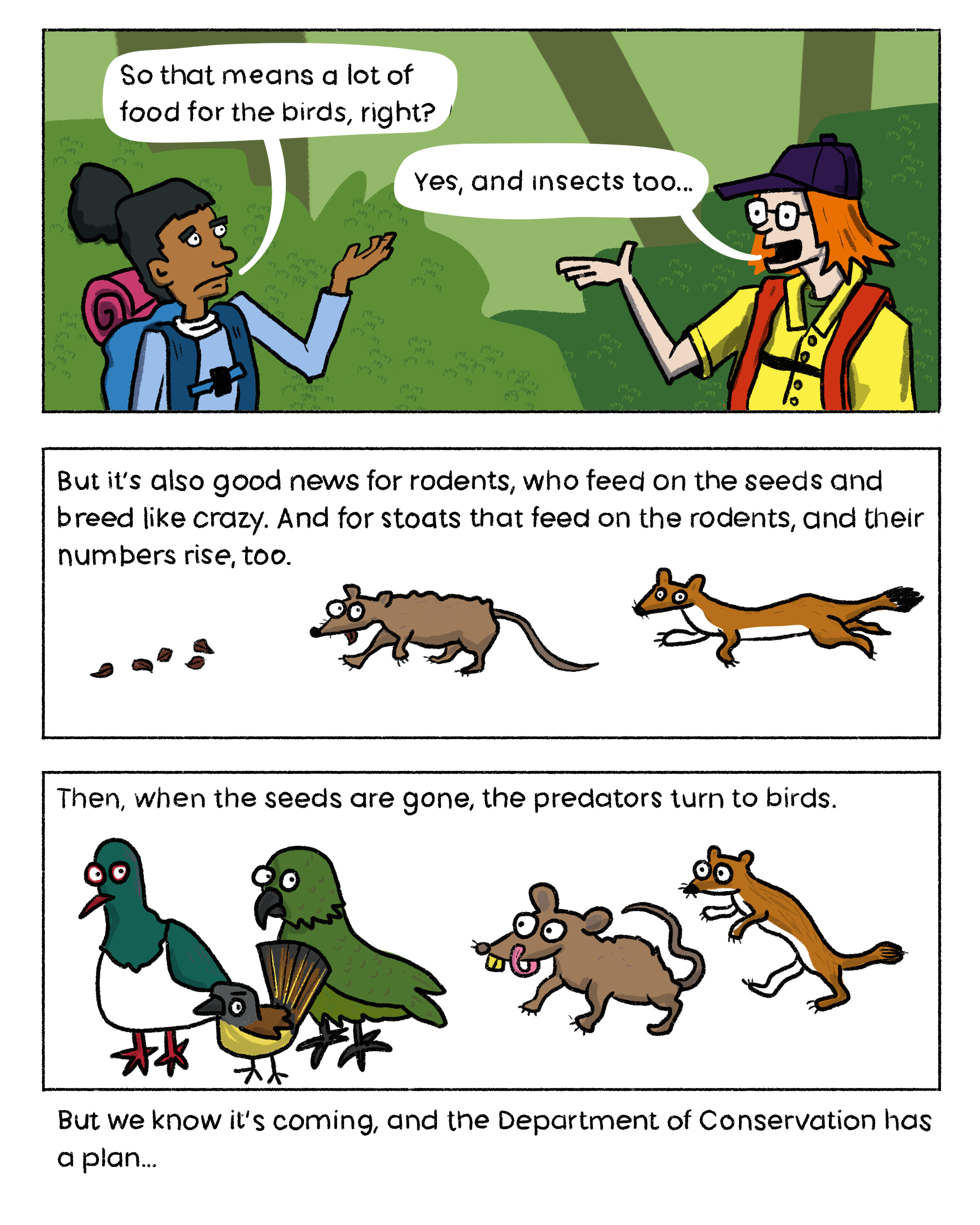 "So that means a lot of food for the birds, right?" "Yes, and insects too..."
“But it’s also good news for rodents, who feed on the seeds and breed like crazy. And for stoats that feed on the rodents, and their numbers rise, too.”
“Then, when the seeds are gone, the predators turn to birds.”
“But we know it’s coming, and the Department of Conservation has a plan…”