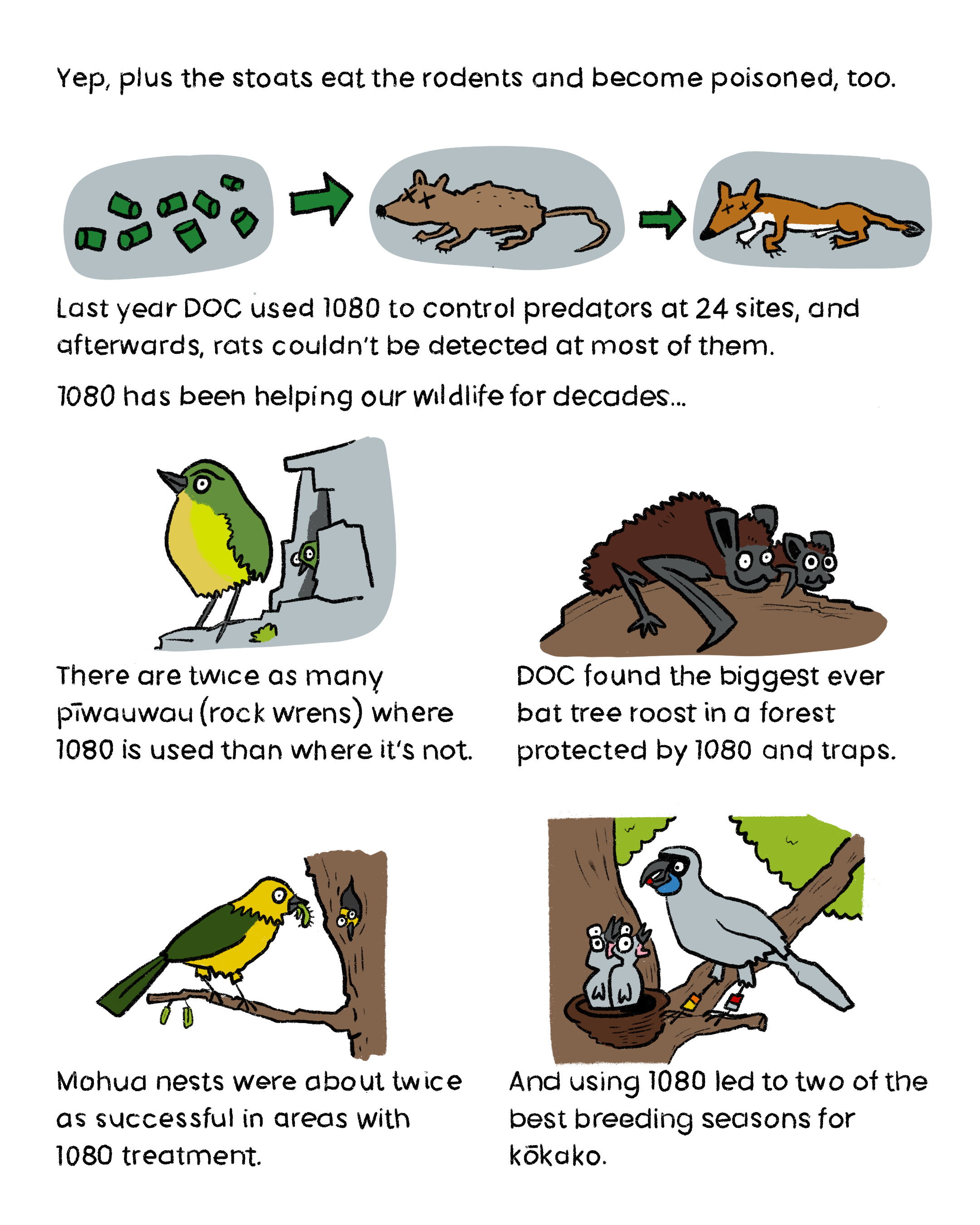 “Yep, plus the stoats eat the rodents and become poisoned, too.” “Last year DOC used 1080 to control predators at 24 sites, and afterwards, rats couldn’t be detected at most of them.” “1080 has been helping our wildlife for decades...”
“There are twice as many pīwauwau (rock wrens) where 1080 is used than where it’s not.”
“DOC found the biggest ever bat tree roost in a forest protected by 1080 and traps.”
“Mohua nests were about twice as successful in areas with 1080 treatment.”
“And using 1080 led to two of the best breeding seasons for kōkako.”