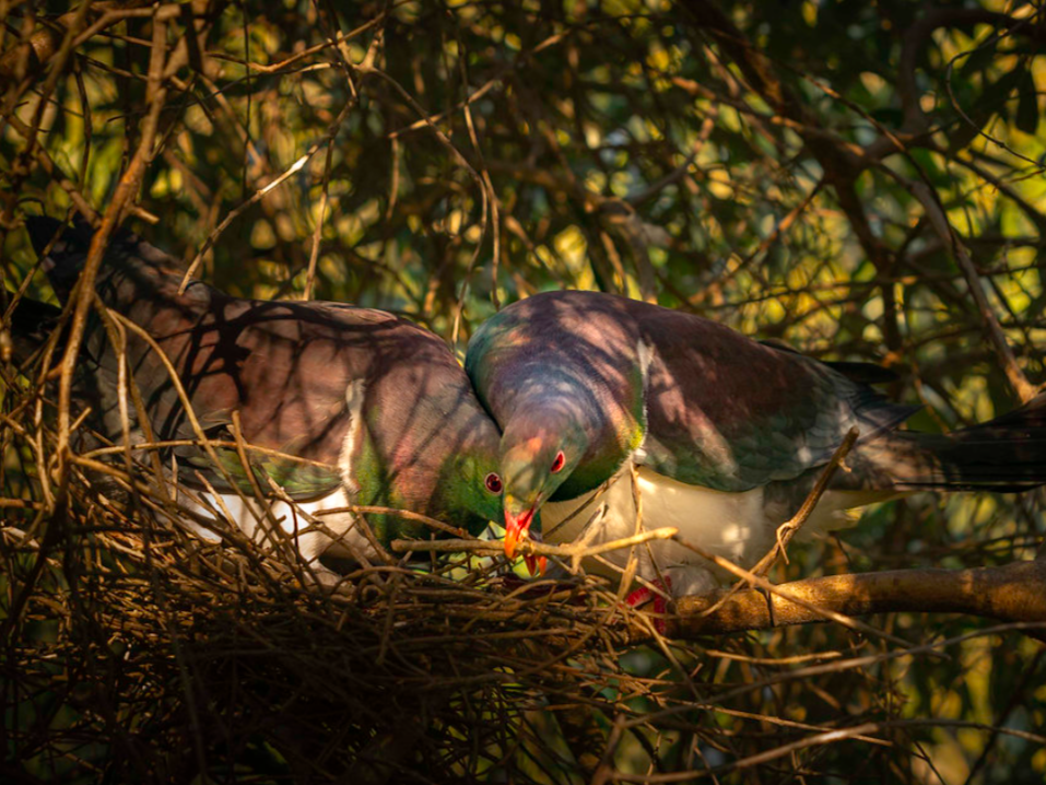 Two kererū in a twiggy scrappy nest