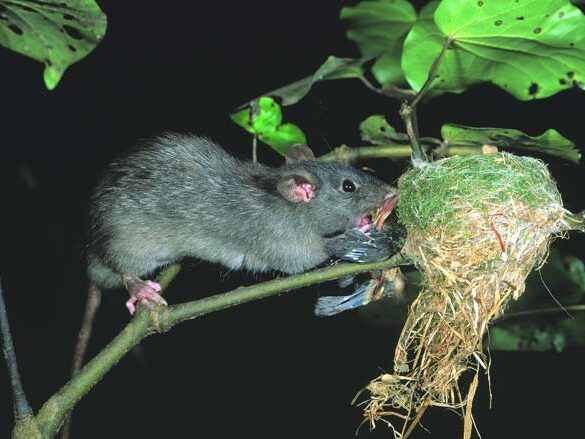 A rat on a branch eating a fantail carcus that has been pulled from a nest