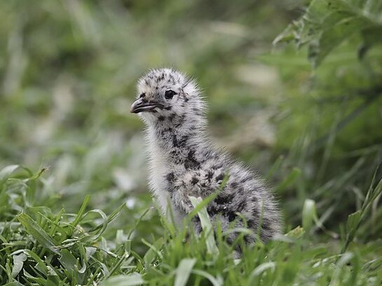 A fluffy red-billed gull chick in a grassy patch