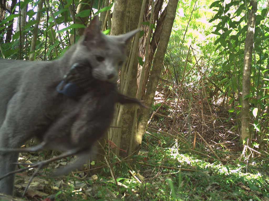 A cat with a pūkeko chick in its mouth