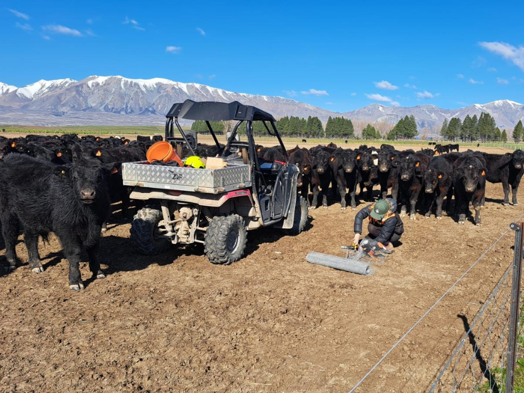 A ranger servicing a device in a farm paddock, surrounded by cattle.