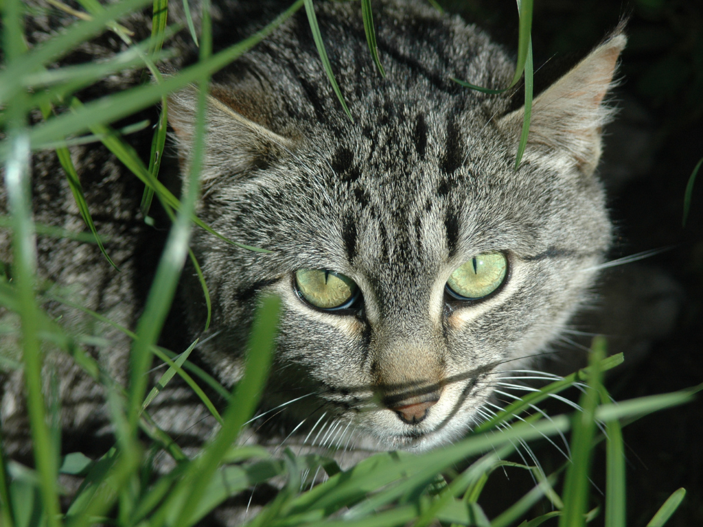 A cat in a reserve