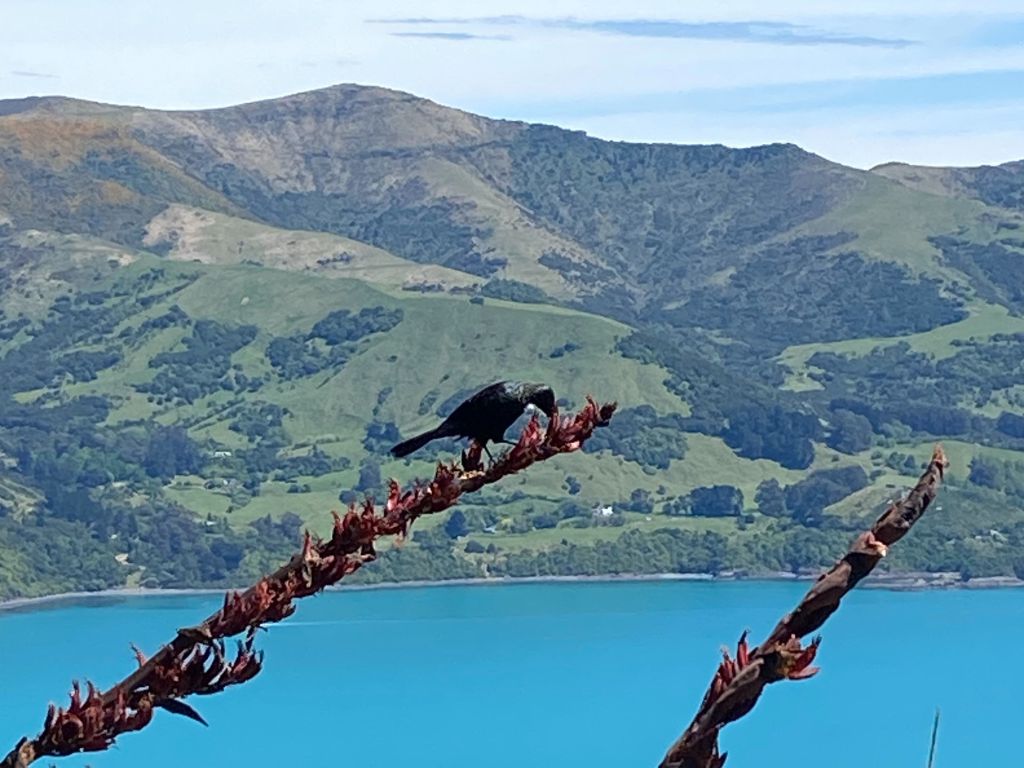A tūī feeding on
