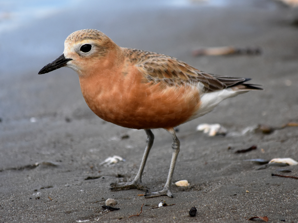 Tūturiwhatu (Northern New Zealand dotterel)