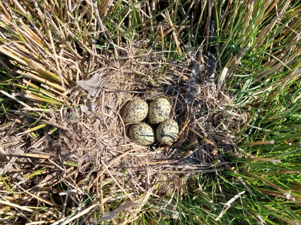 A kakī nest