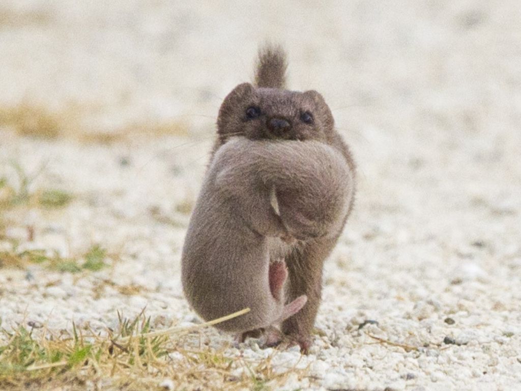 A female weasel carrying its kit (young) in its mouth.