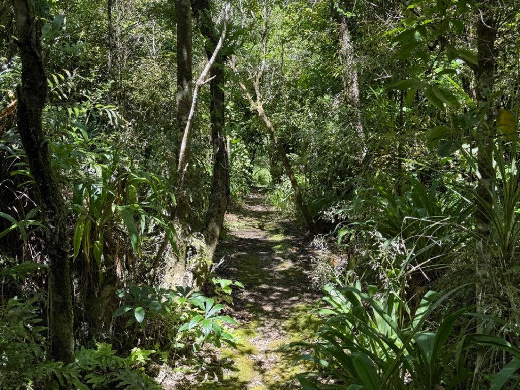 A track in the bush