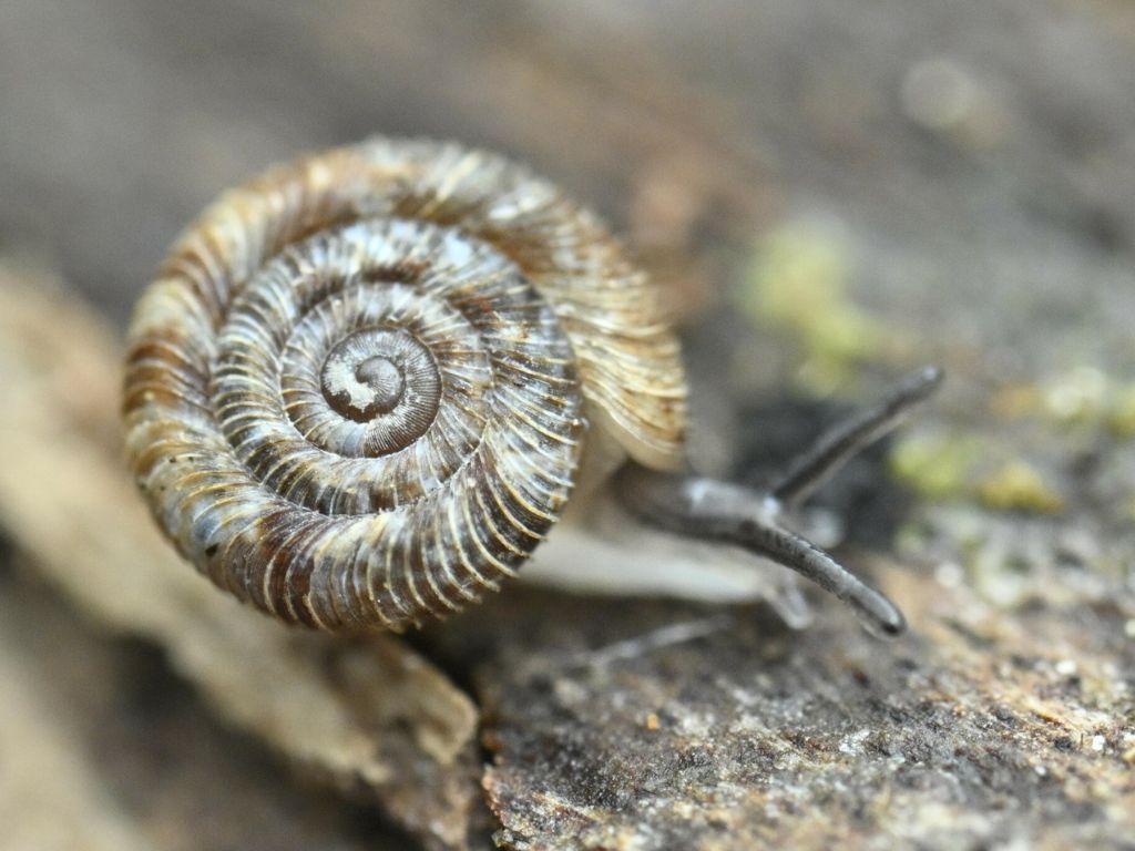 Macro photograph of a 3mm wide snail