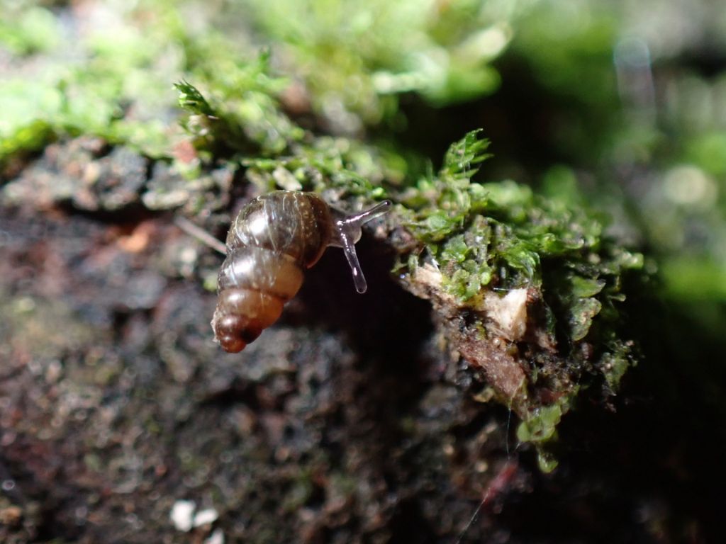 A tiny snail.