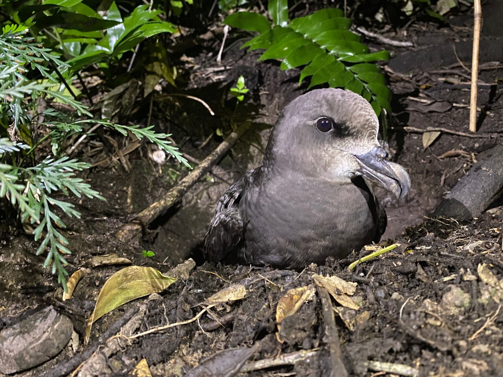 A grey-faced petrel in its burrow