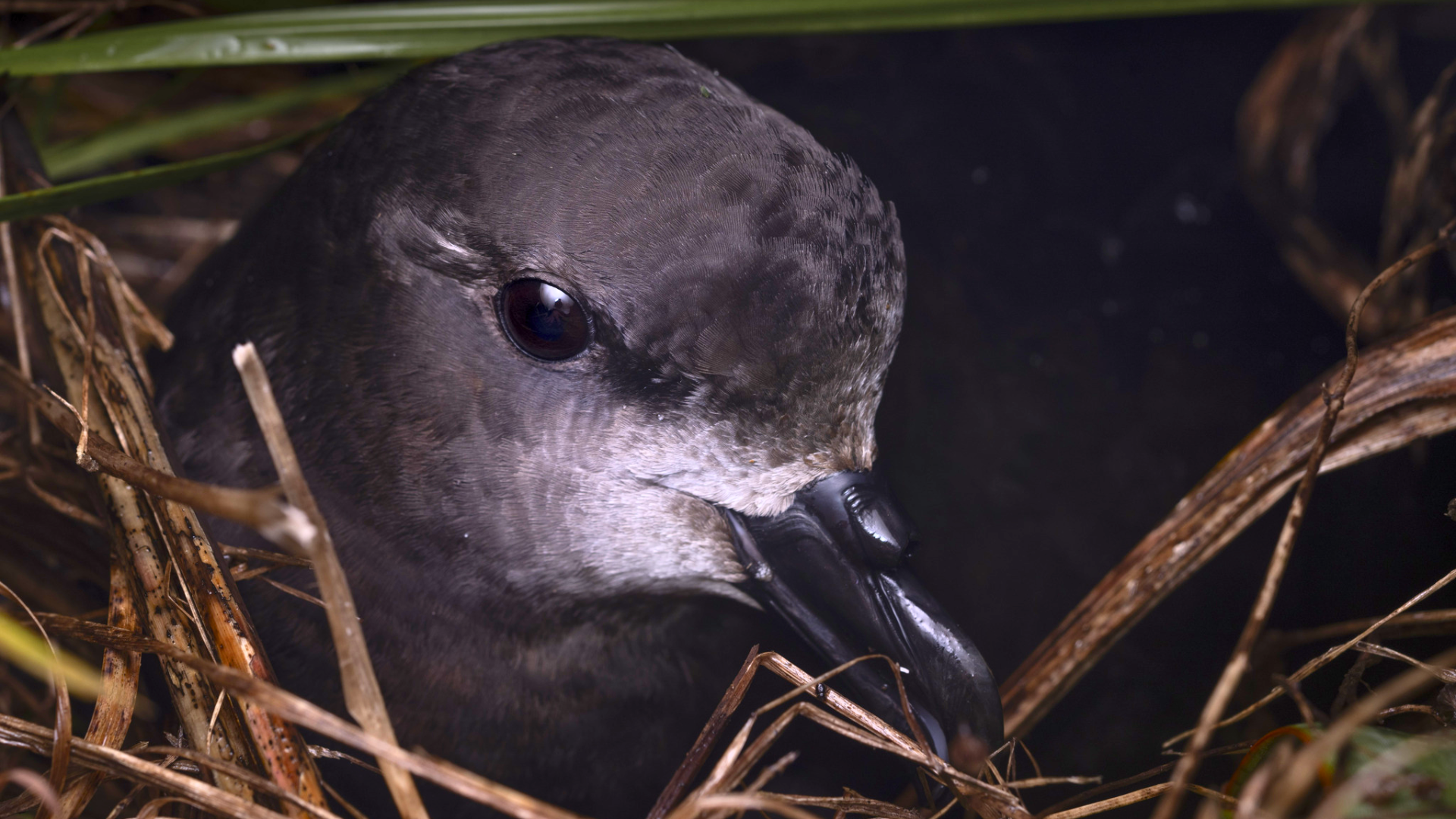 Grey-face petrel in a nest
