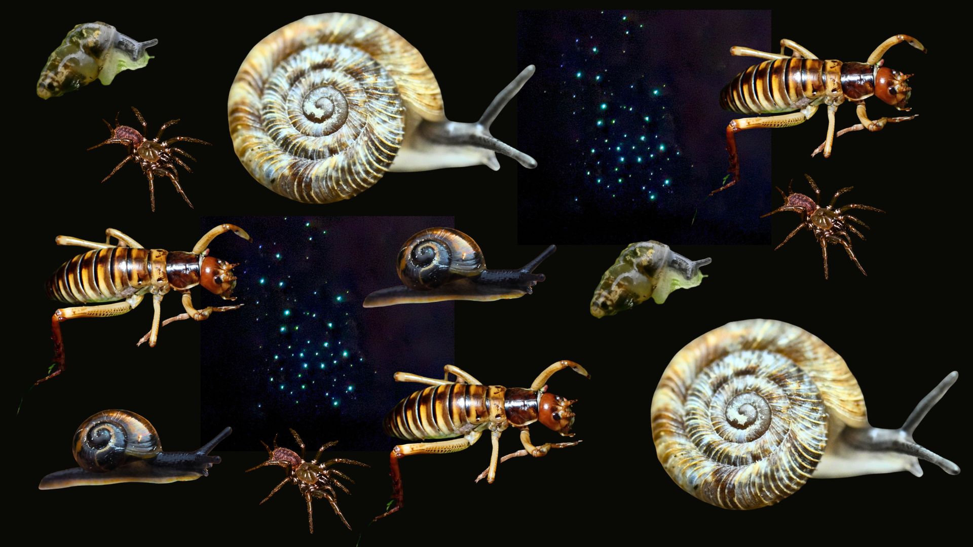 Collage of critters on a black background