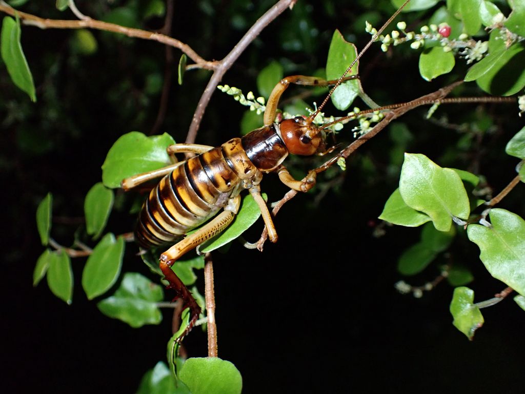 Wētā sitting on a branch