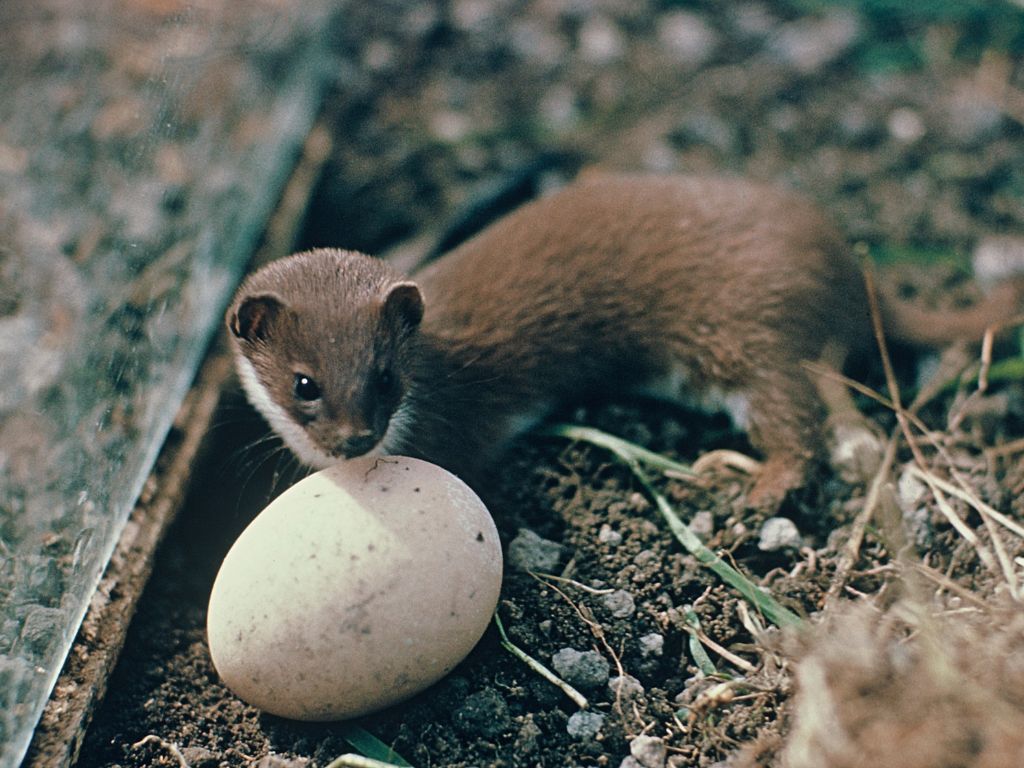 A weasel with an egg