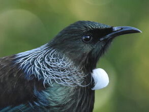 A close up image of a tūī