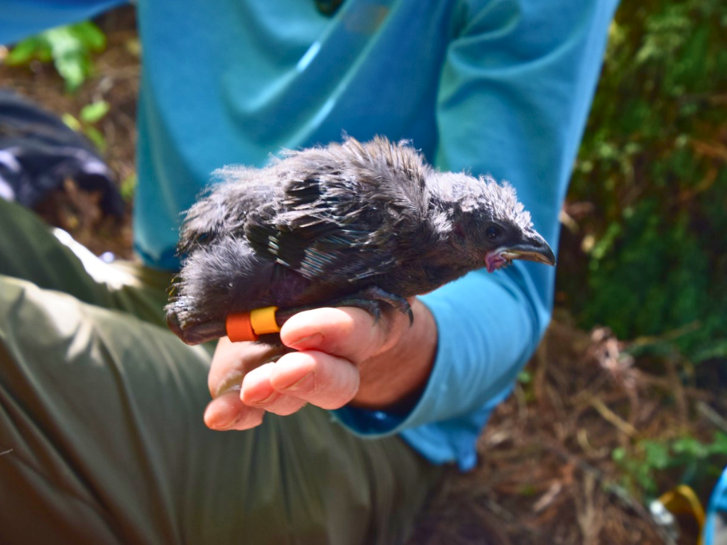 A kōkako chick