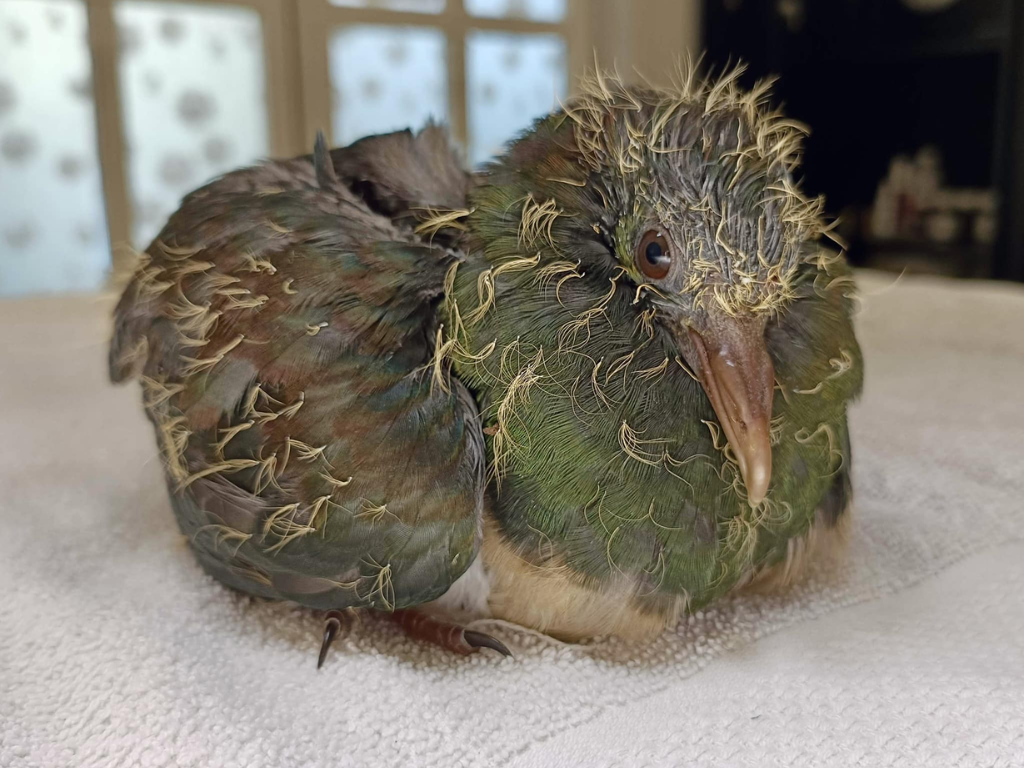 A fledgling kererū