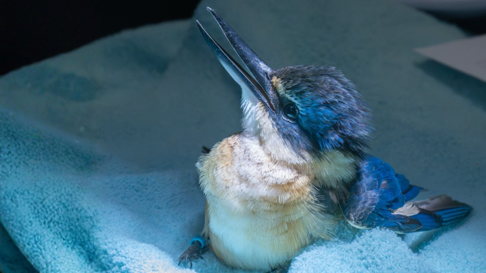 An injured kōtare on a towel