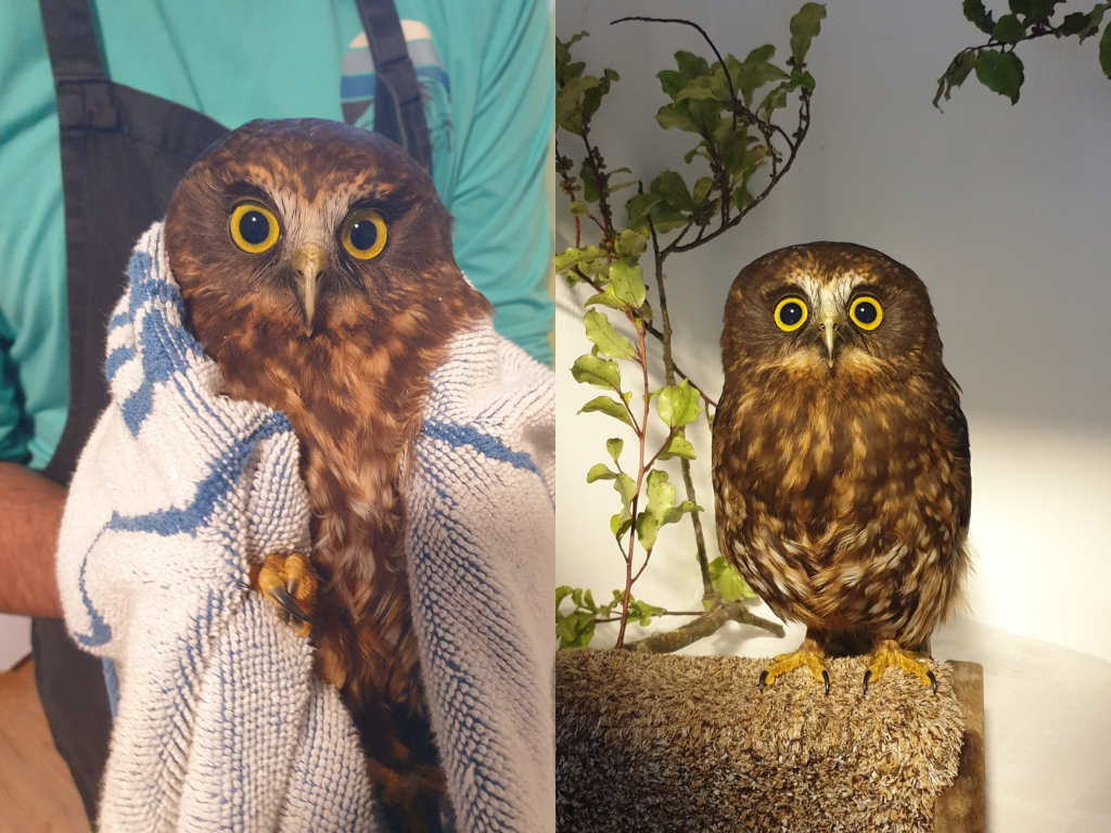 A ruru wrapped in a towel, then perching on its own.