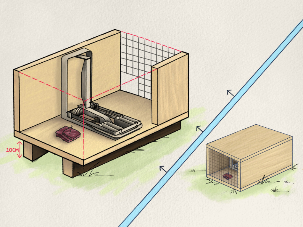 Illustration showing DOC 200 trap sitting on wooden blocks